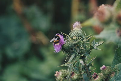 Close-up of bee on thistle flower