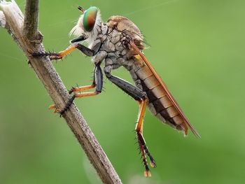 Close-up of insect on plant stem