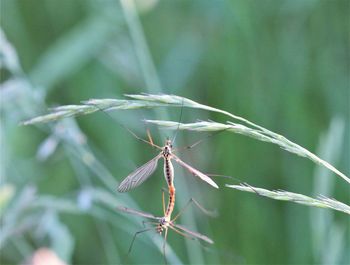 Close-up of insect on plant