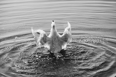 Swans swimming in lake