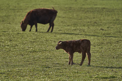 Horse grazing in a field