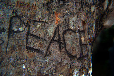 Close-up of tree trunk