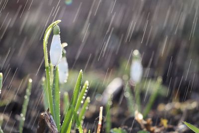 Close-up of wet plant on field during rainy season