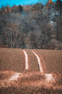 View of dirt road against tree