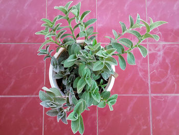 Close-up of potted plant against wall