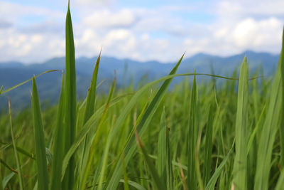 Close-up of crops growing on field against sky