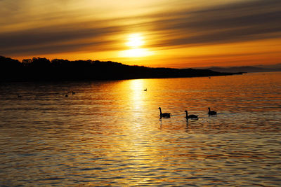 Silhouette birds swimming in sea during sunset
