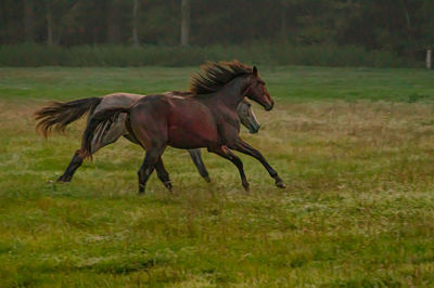 Side view of horse running on field