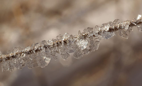 Close-up of frozen plant