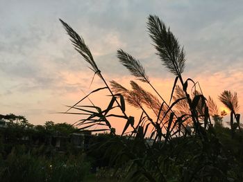 Plants growing on field at sunset