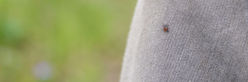 Close-up of ladybug on field