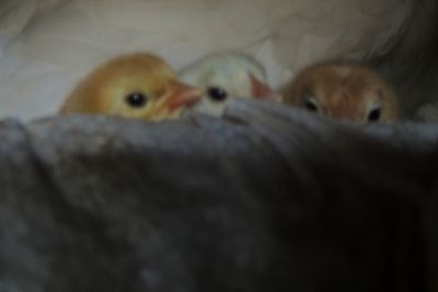 Close-up of lizard on bed