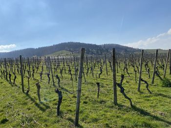 Scenic view of vineyard against sky