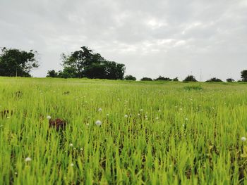 Scenic view of agricultural field against sky