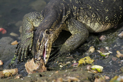 Close-up of lizard on rock