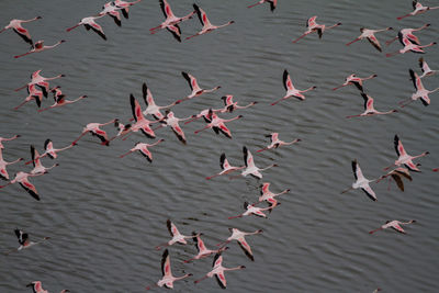 High angle view of birds in lake