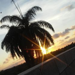 Silhouette palm trees against sky during sunset