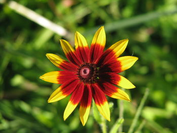 Close-up of flower blooming outdoors