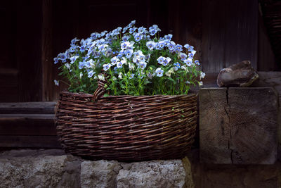 Close-up of potted plants in basket