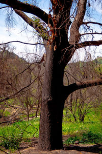 Bare tree on field in forest against sky