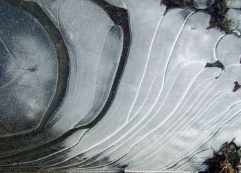 Close-up of plant in background