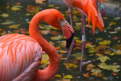 Close-up of orange bird in water