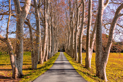 Long empty road along bare trees