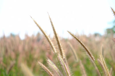 Close-up of stalks in field against clear sky