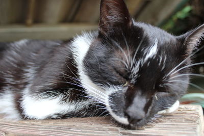 Close-up of cat sleeping