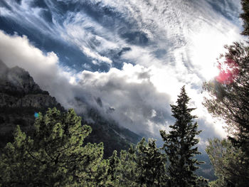 Low angle view of trees against sky