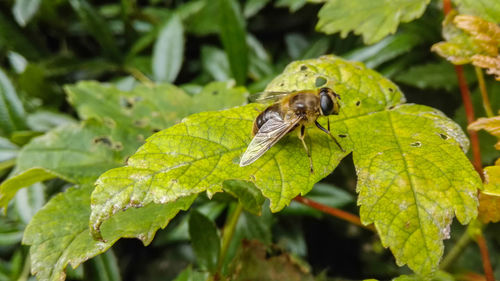 Close-up of insect on plant