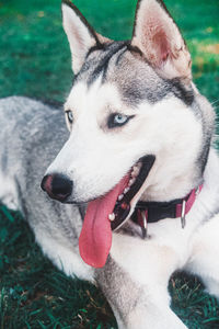 Close-up of dog looking away