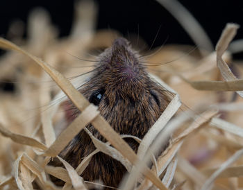 Close-up of an animal