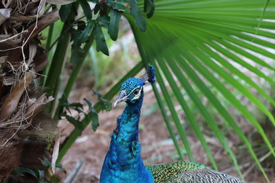 Closeup portrait of peacock amongst the plants