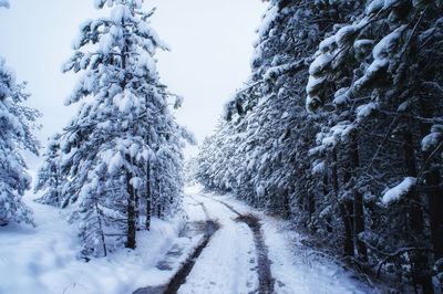 Snow covered land amidst trees against sky