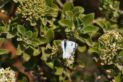 Close-up of butterfly on flower