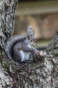 Close-up of squirrel on tree trunk