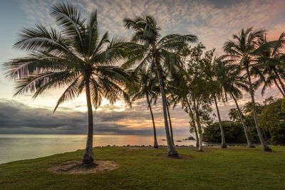 Palm trees at beach against sky