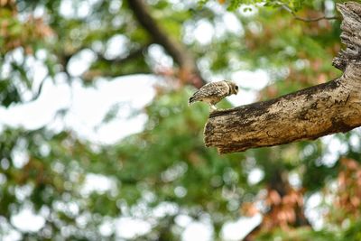 Low angle view of bird perching on branch