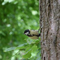 Animal on tree trunk in forest