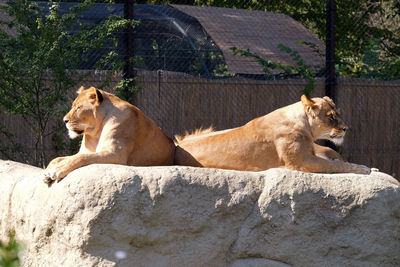 Lion, panthera leo