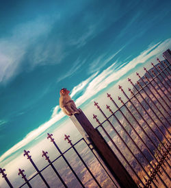 Low angle view of man by swimming pool against sky
