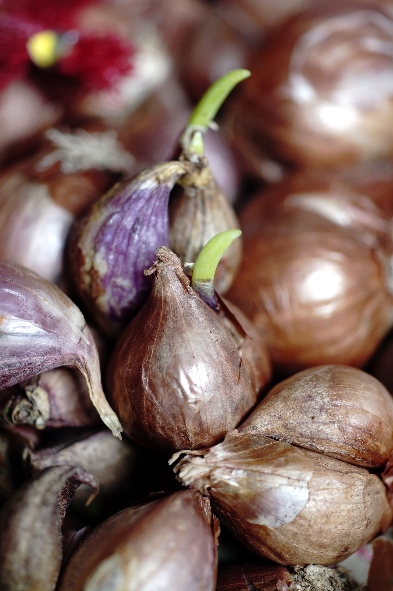 Allium cepa var. aggregatum