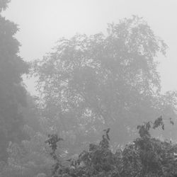 Low angle view of trees against sky