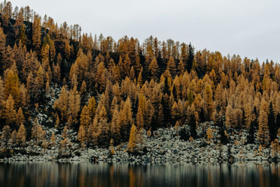 Scenic view of lake by trees in forest against sky