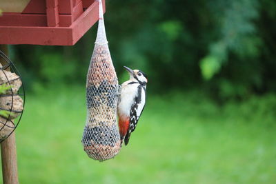 Close-up of parrot perching on a bird feeder