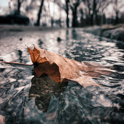 Close-up of dry leaves floating on water