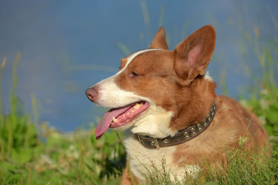 Close-up of dog looking away