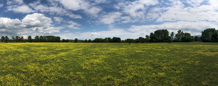 Scenic view of field against sky