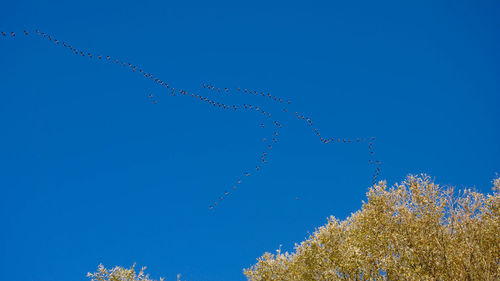Low angle view of birds flying against clear blue sky